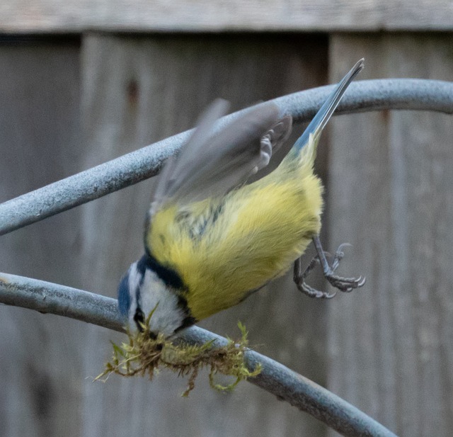 Blue tit holding seed in its beak
