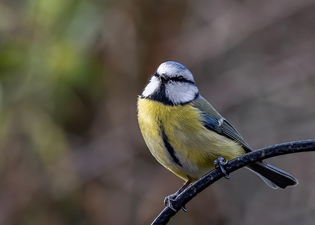Blue tit holding sunflower heart in beak