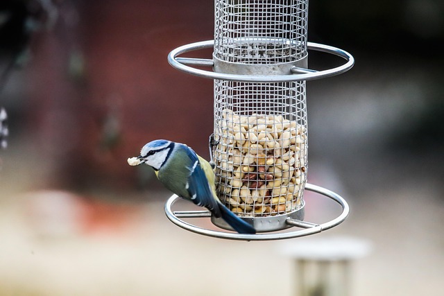 Blue tit holding sunflower heart in beak