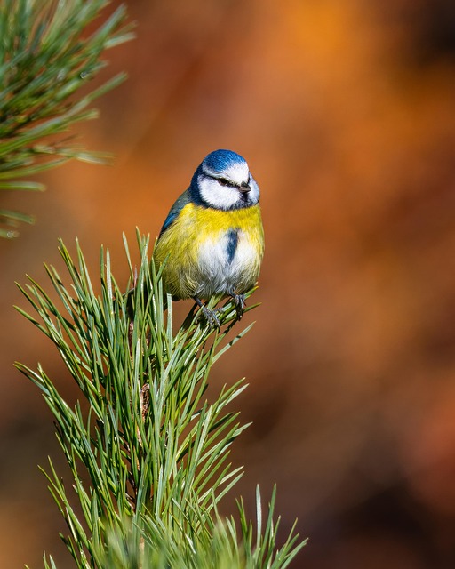 Blue tit holding sunflower heart in beak