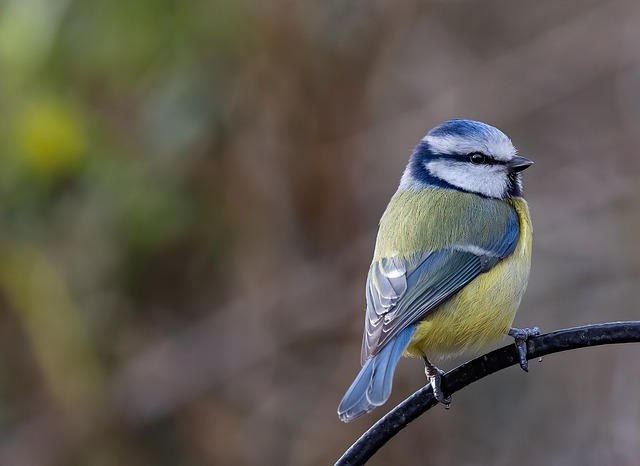 Blue tit holding sunflower heart in beak