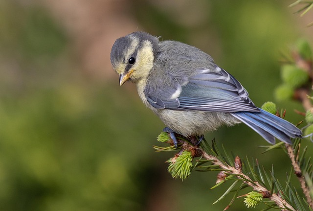 Blue tit holding sunflower heart in beak