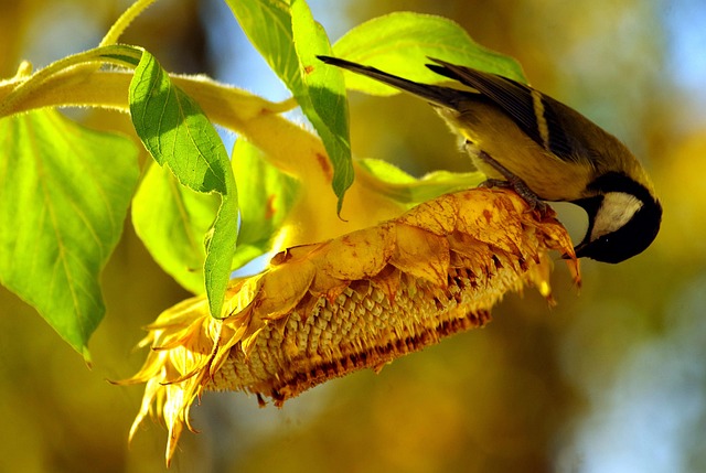 Blue tit holding sunflower heart in beak