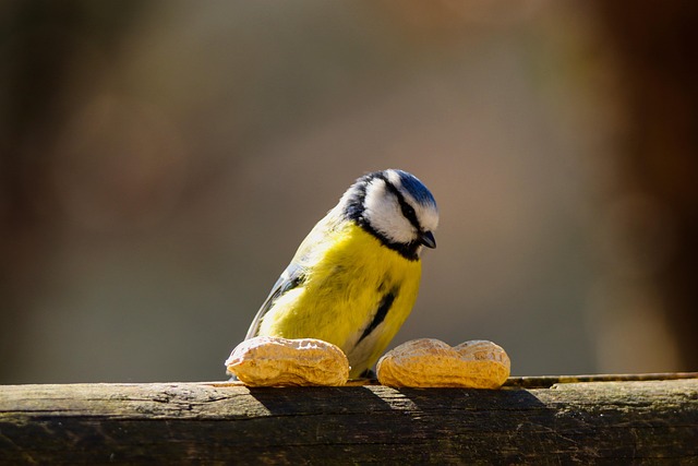 Blue tit perched beside mealworms bowl