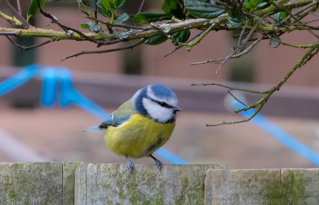 Blue tit perched on garden suet feeder