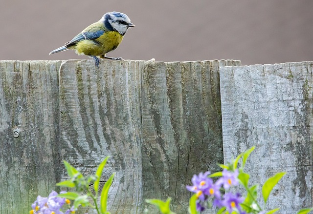 Blue tit perched on garden suet feeder