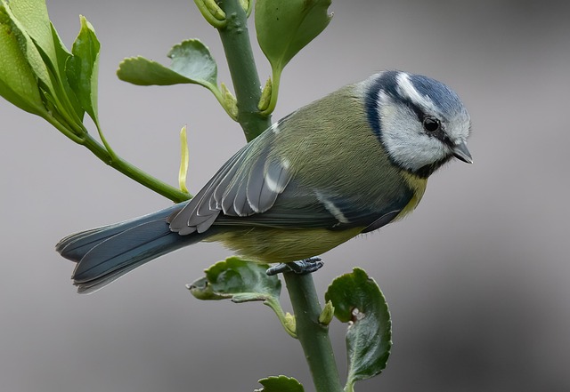 Blue tit perched on hanging feeder