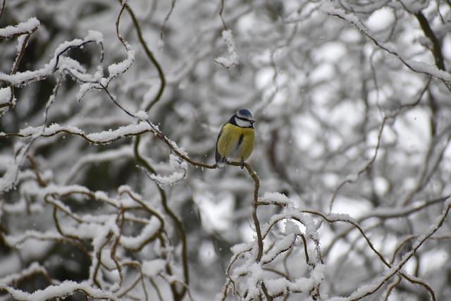 Blue tit perched on sunflower heart feeder