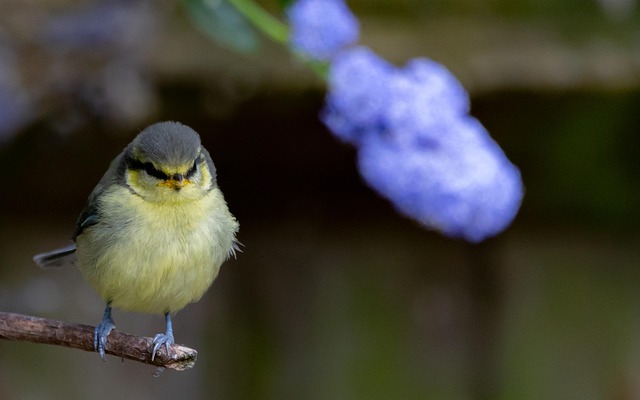 Blue tits and robins eating suet