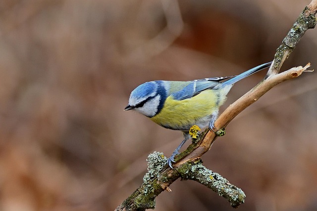 Blue tits and robins eating suet