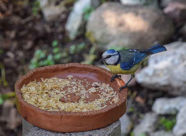 Blue tits bathing in shallow ceramic bowl