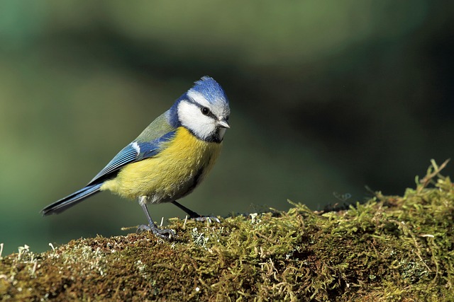 Blue tits bathing in shallow ceramic bowl