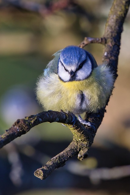 Blue tits enjoying fresh insects