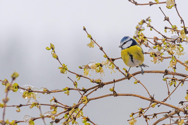 Blue tits feeding on sunflower seeds