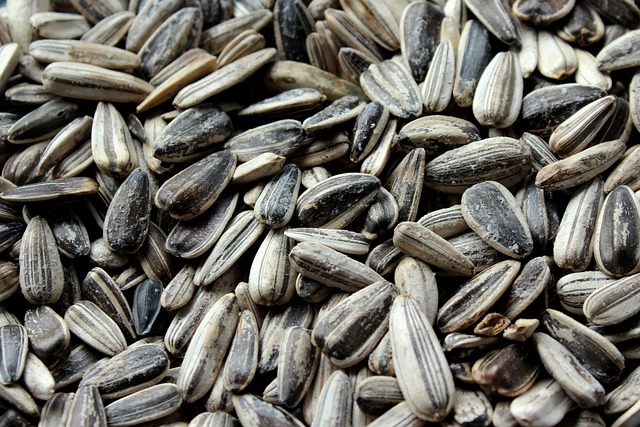 Blue tits feeding on sunflower seeds
