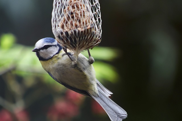 Blue tits feeding on sunflower seeds