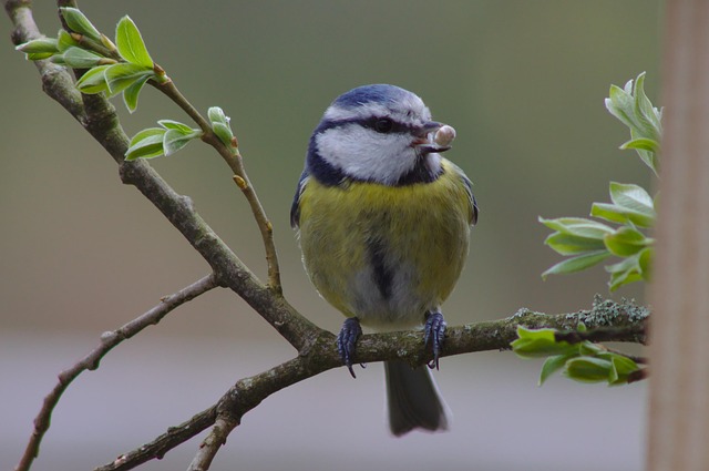 Branded UK wild bird feed packaging