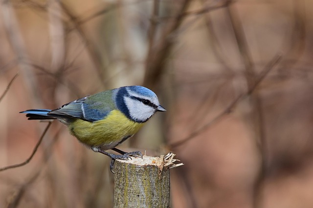 Branded UK wild bird feed packaging