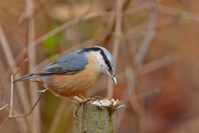 Branded UK wild bird feed packaging