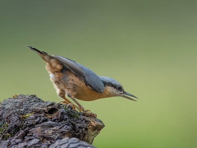 Branded UK wild bird feed packaging