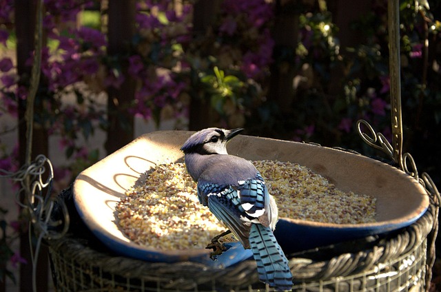 Bright garden scene with feeding birds