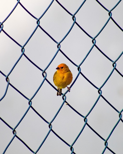 Bright yellow finch perched on mesh tube