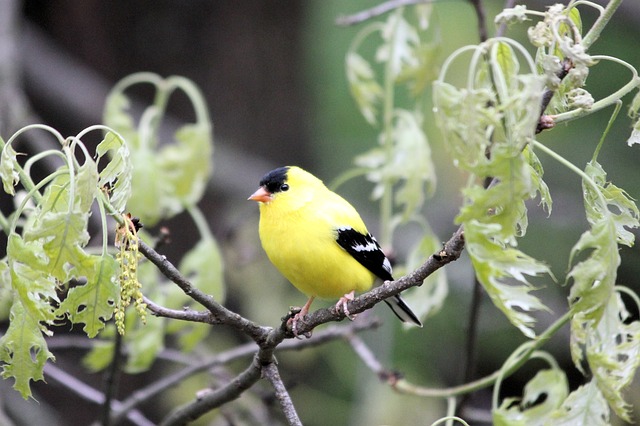 Bright yellow finch perched on mesh tube
