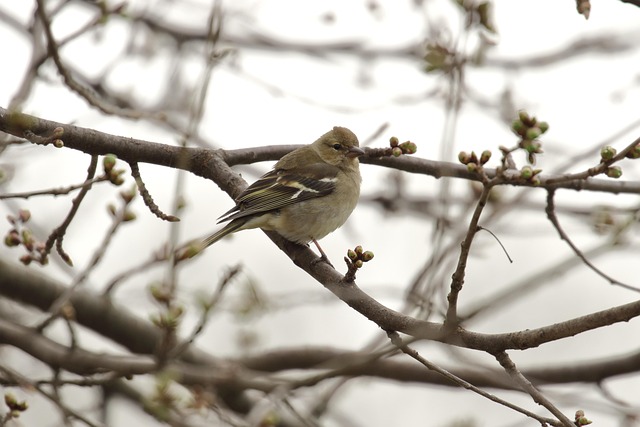 Bright yellow finch perched on mesh tube