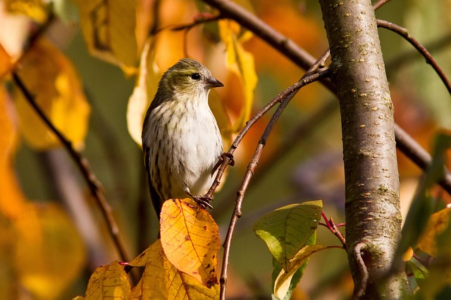 Bright yellow finch perched on mesh tube