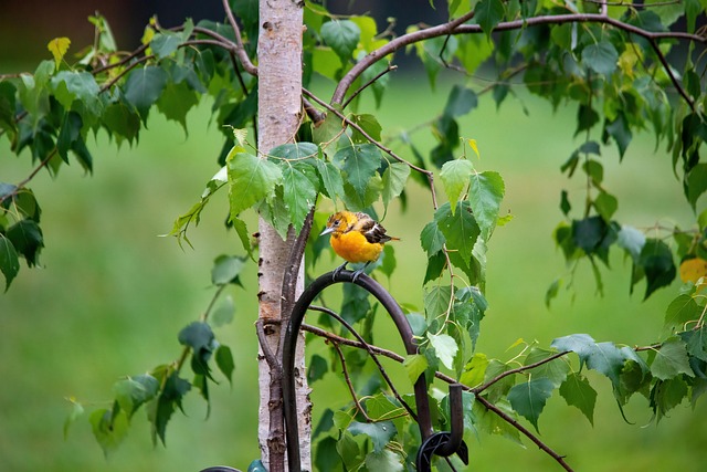 Bright yellow finch perched on mesh tube