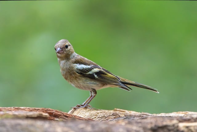Bright yellow finch perched on mesh tube