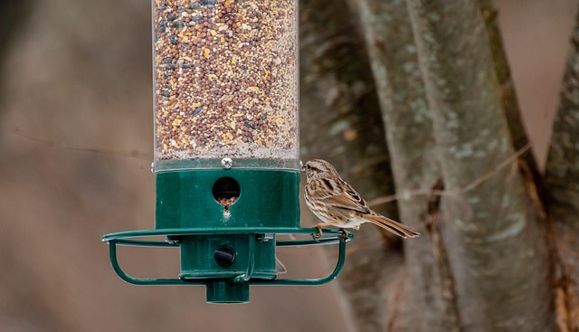 Budget-friendly squirrel-proof garden feeder
