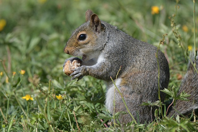 Bulk bag of sunflower hearts for feeding