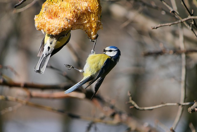 Bulk bird feed bags with price tags