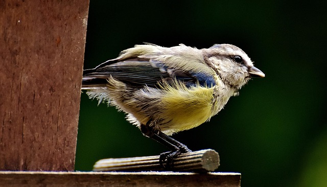 Bulk bird feed on garden table