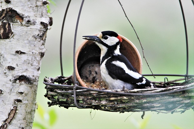 Bulk bird feed on garden table