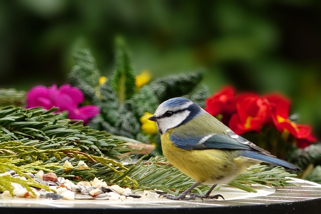 Bulk bird feed on garden table