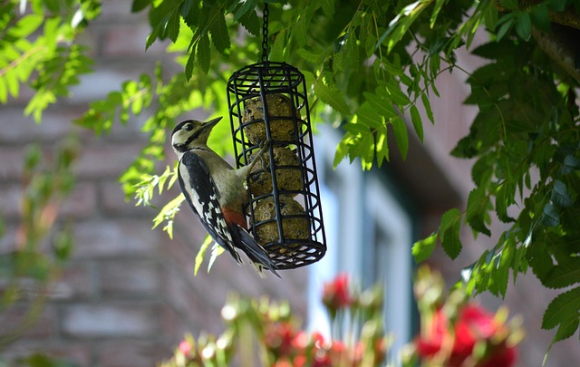 Bulk bird feed on garden table