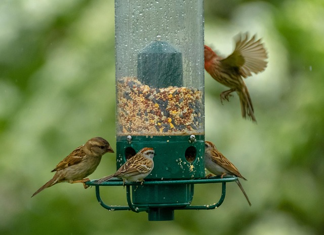 Bulk bird seed ready for feeders