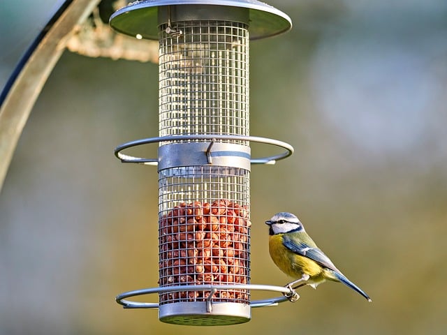 Bulk bird seed ready for feeders