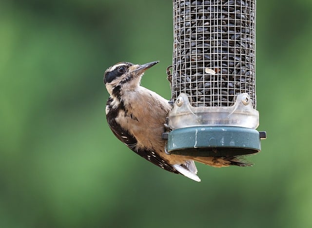 Bulk bird seed ready for feeders
