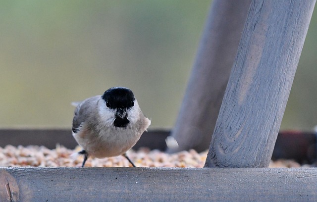 Bulk bird seed ready for feeders