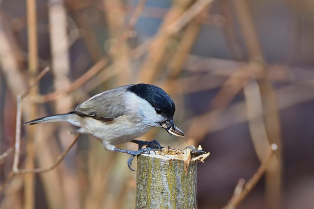 Bulk packaging of suet bird feed