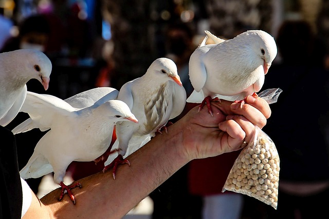 Bulk packaging of suet bird feed