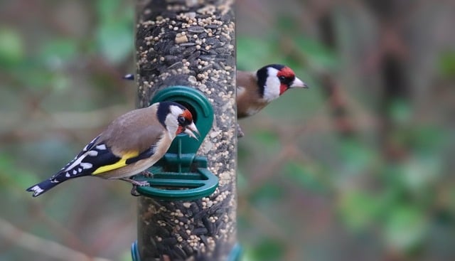 Bulk packaging of suet bird feed