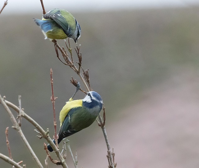 Cage-protected mealworms for garden birds