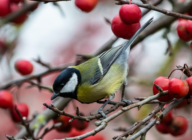 Careful feeding of baby bird outdoors