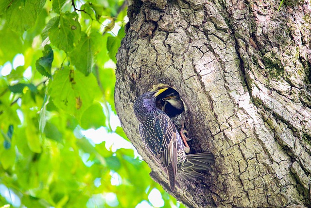 Careful feeding of baby bird outdoors