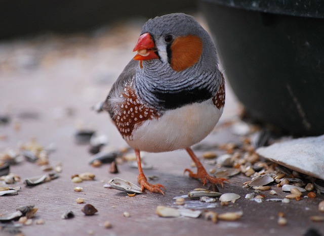 Chaffinch pecking at seed tray