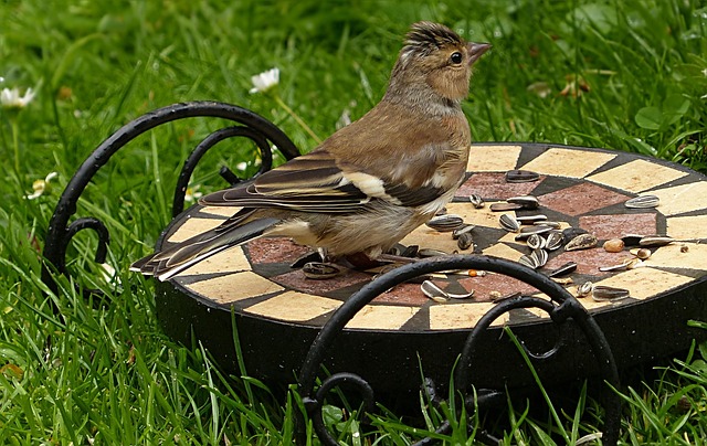 Chaffinch pecking at seed tray